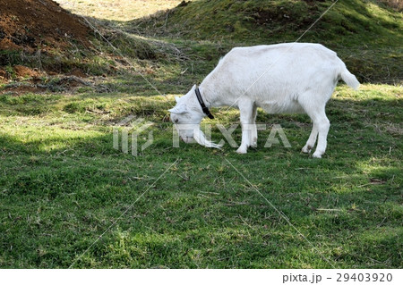 山羊 29403920