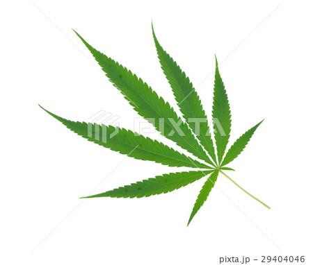 marijuana leaf on white background marijuana leaf on white background 29404046