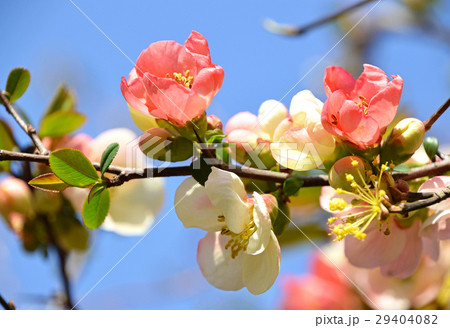 ボケ（木瓜） 29404082