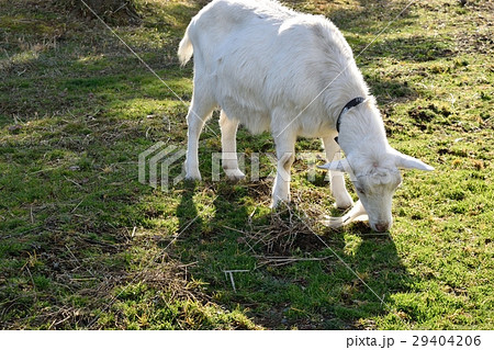 山羊 29404206