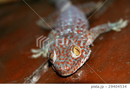 Red spotted gecko Red spotted gecko 29404534