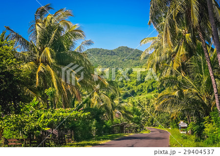 Road Through Jungle 29404537