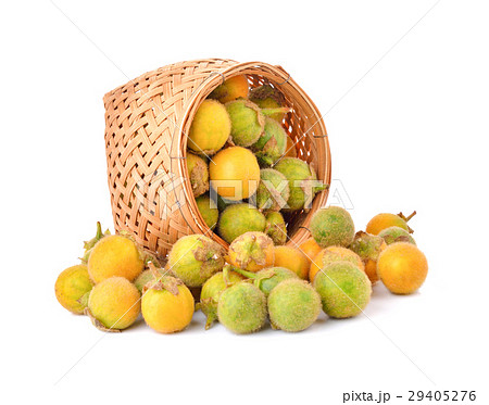 Solanum ferox on white background Solanum ferox on white background 29405276