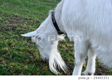 山羊 29405351