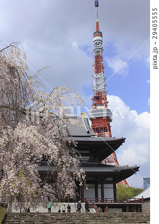 東京・芝　増上寺と東京タワー　桜のころ 29405555