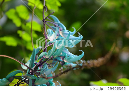 福岡市植物園の花々（３月） 29406366