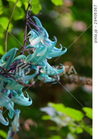 福岡市植物園の花々（３月） 29406367