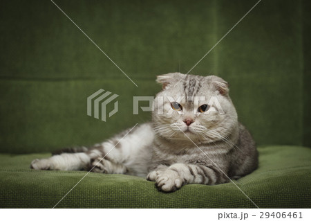 Portrait of the scottish fold cat Portrait of the scottish fold cat 29406461