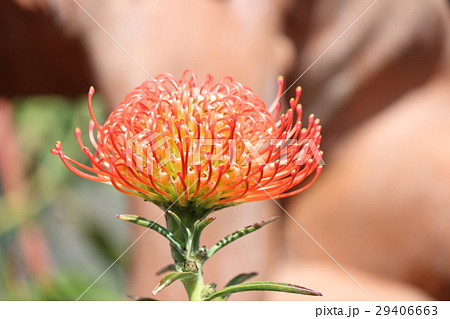 ピンクッション ピンクッション 29406663