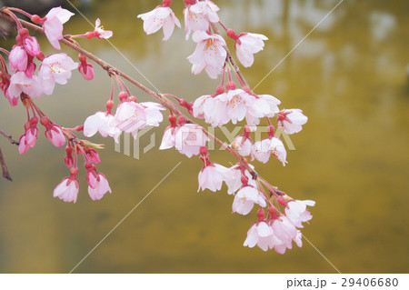 【春】桜（枝） 29406680