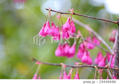 福岡市植物園の花々（３月） 29406686