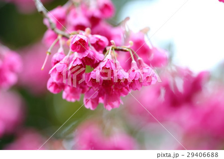 福岡市植物園の花々（３月） 29406688