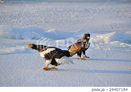 氷海に羽ばたく 29407184