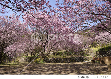 雪割桜 雪割桜 29407342