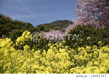 雪割桜と菜の花 29407347