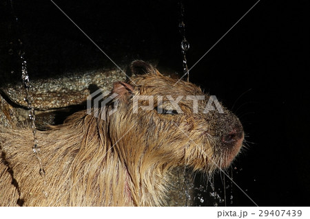 カピバラ カピバラ 29407439