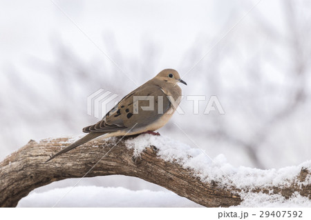 Mourning Dove in Winter Mourning Dove in Winter 29407592