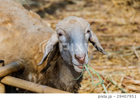 Sheeps at agriculture farm in Daylight Sheeps at agriculture farm in Daylight 29407951