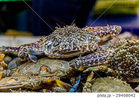 Fresh sea crabs are sold in local markets  29408042