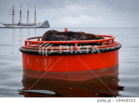 Sea lion in Valparaiso harbor 29408503