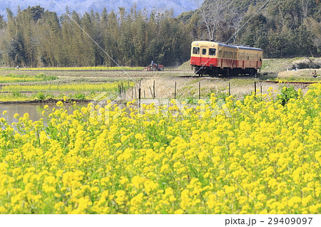 春の小湊鉄道 29409097