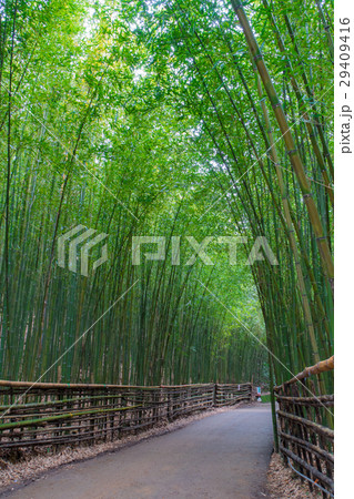 バンブー 青竹 竹 29409416