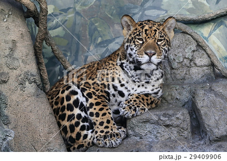 ジャガーの赤ちゃんの写真素材