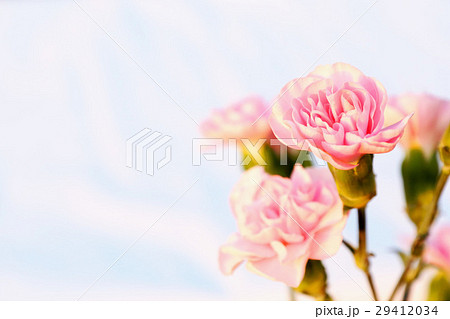 カーネーション カーネーション 29412034