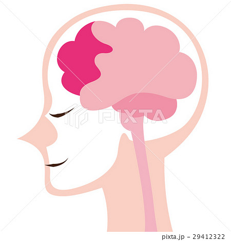 脳のイメージイラスト 29412322