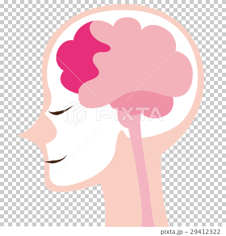 脳のイメージイラスト 29412322