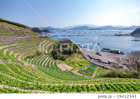 遊子水荷浦の段畑 29412343