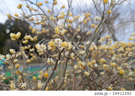 ミツマタの花 ミツマタの花 29412392