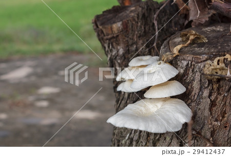 Mushrooms on the tree Mushrooms on the tree 29412437