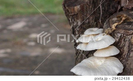 Mushrooms on the tree 29412438
