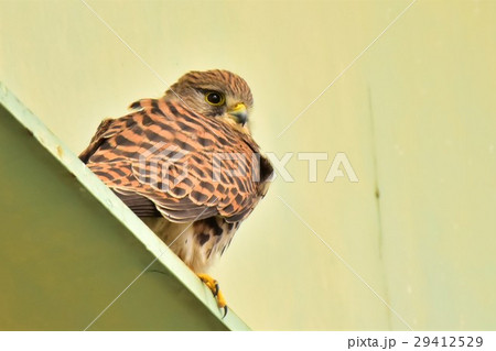 【野鳥】高架下の留まるチョウゲンボウ 【野鳥】高架下の留まるチョウゲンボウ 29412529