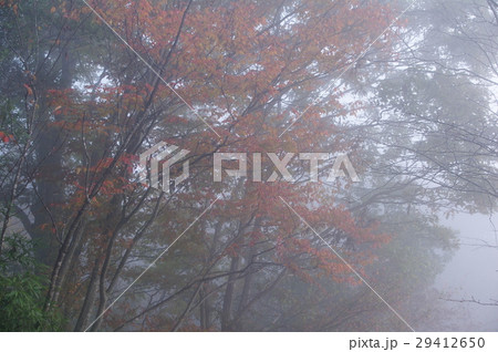 霧の中の紅葉 29412650