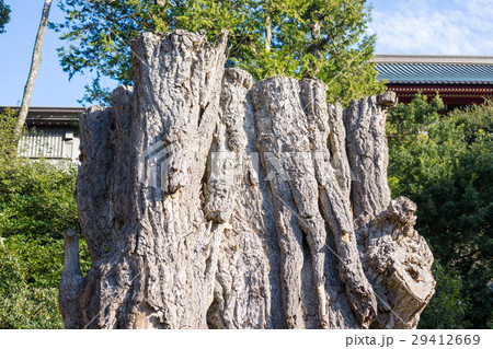 大銀杏の切り株 29412669