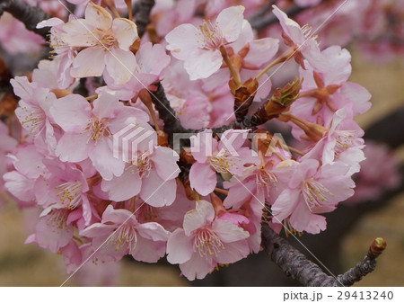 河津桜　03 29413240