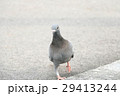 鳥 公園 パーク 29413244