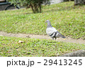 鳥 公園 パーク 29413245