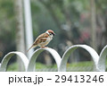 鳥 公園 パーク 29413246