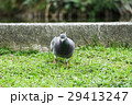 鳥 公園 パーク 29413247