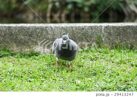 鳥 公園 パーク 29413247