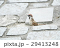 鳥 公園 パーク 29413248