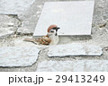 鳥 公園 パーク 29413249