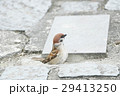 鳥 公園 パーク 29413250