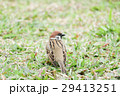 鳥 公園 パーク 29413251
