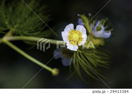 バイカモの花 29413384
