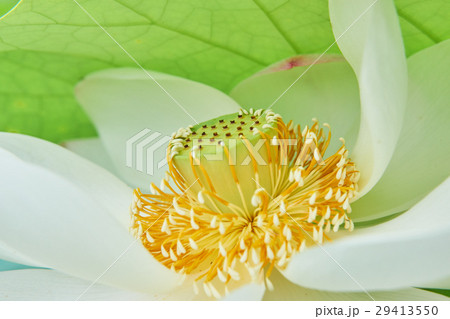 蓮の花　クローズアップ 29413550