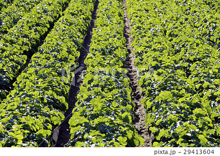 ダイコン ダイコン 29413604